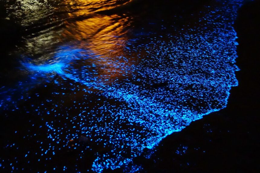 bioluminiscencia