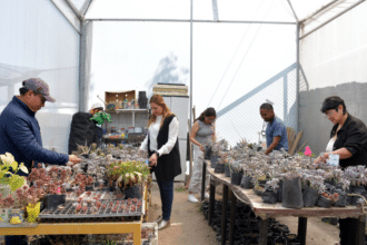 Vivero universitario