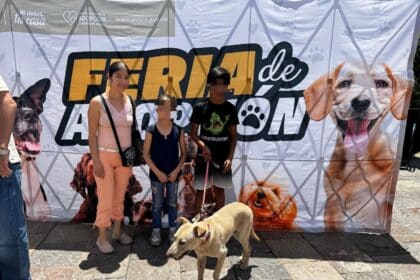 adopción