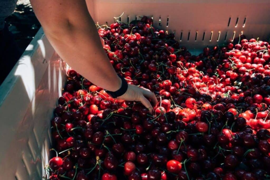 Cerezas de Verano, beneficios para la salud