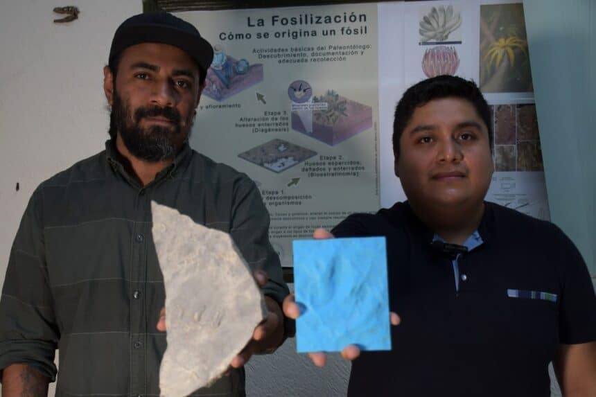 Investigadores BUAP nuevas huellas de dinosaurio